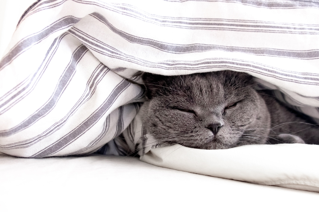 Selecting A Mattress For The Bed Rotting Trend blog